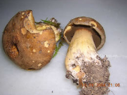 Suillus variegatatus 7