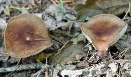 Collybia butyracea2