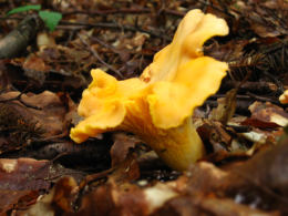 Cantharellus cibarius 13