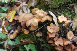 Pholiota mutabilis2