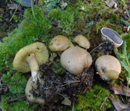 Boletus parasiticus 3.J Mushroom