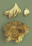 Grifola frondosa2 Mushroom