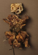 Peziza vesiculosa 4 Mushroom