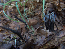 Xylaria hypoxylon2