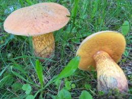 Boletus luridus2