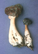 Gyromitra esculenta3 Mushroom