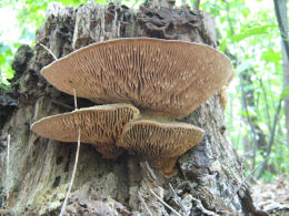 Daedalia quercina2