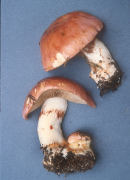 Cortinarius balteatus Mushroom