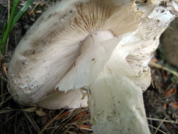 Amanita strobiliformis 4 Mushroom