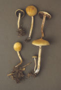 Stropharia merdaria2 Mushroom