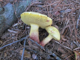 Boletus bicolor2