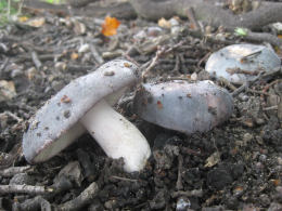 Russula cyanoxantha2F