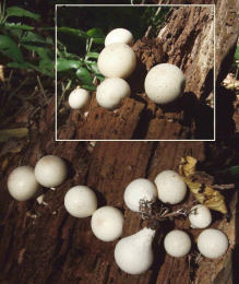 Lycoperdon pyriforme2