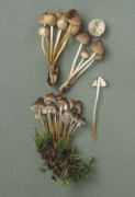 Mycena inclinata3 Mushroom