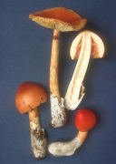 Amanita caesariaUSA Mushroom