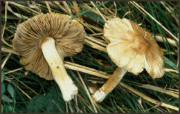 Inocybe fastigiata4