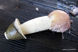 Phallus impudicus