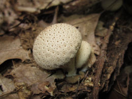 Lycoperdon perlatum