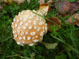 Amanita muscaria 26