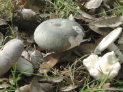 Russula parazurea GK Mushroom