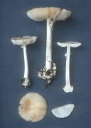 Amanita bisporigera Mushroom