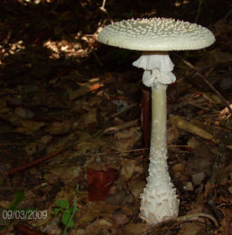 Amanita cokeri3