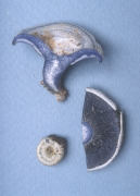 Lactarius indigo Mushroom