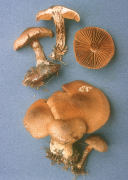 Cortinarius pholideus2 Mushroom