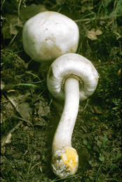 Agaricus xanthodermus6.jpg