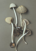 Coprinus impatiens Mushroom