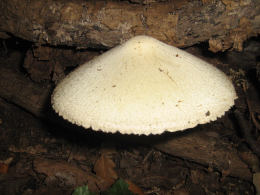Volvariella bombycina