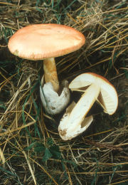 Amanita caesaria Fld Mushroom