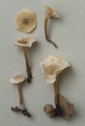 Clitocybe rivulosa2 Mushroom