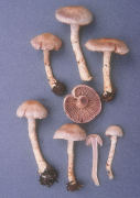 Cortinarius anomalus2 Mushroom