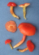 Hygrophorus coccineus Mushroom