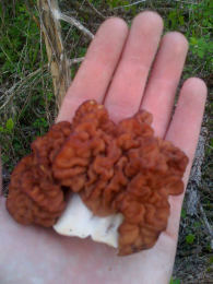 Gyromitra gigas