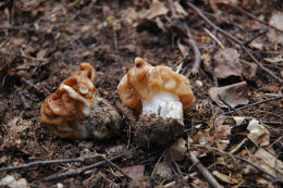 Gyromitra gigas