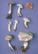 Cortinarius alboviolaceus Mushroom