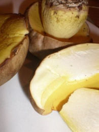 Boletus appendicularis3 Mushroom