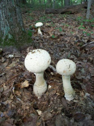 Amanita daucipus3