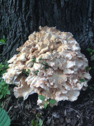 Laetiporus sulphureus   008