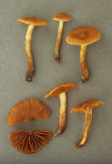 Cortinarius gentilis2 Mushroom