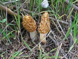 Morchella esculenta 3