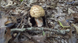 Amanita rubescens 6