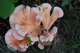 Laetiporus sulphureus   008