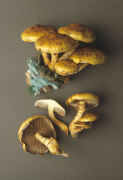 Pholiota adiposa Mushroom