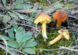 Hygrocybe conicaF