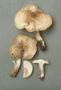 Tricholoma argyraceum Mushroom