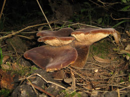 Paxillus atrotomentosus2