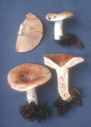 Russula compacta Mushroom